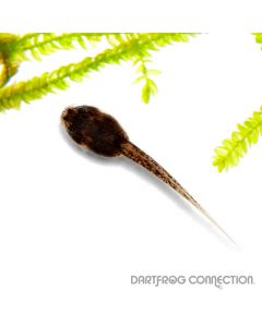 Epipedobates Anthonyi rio saladillo Tadpole