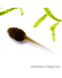 Epipedobates Athonyi Santa Isabel Tadpole