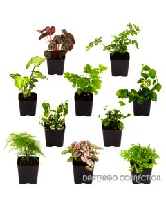 DFC Tropical Bundle- 10 Plants