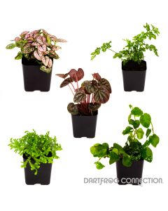 DFC Tropical Bundle- 5 Plants