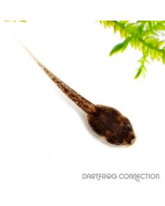Epipedobates tricolor Morospunga Tadpole