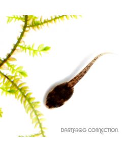 Epipedobates Anthonyi Zarayunga Tadpole