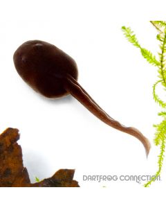 DENDROBATES TINCTORIUS Oelemarie Tadpole 