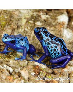 Dendrobates Tictorius Azureus Pairs