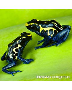 Dendrobates Tictorius Bakhuis Pairs