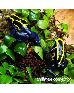 Dendrobates Tictorius  Boulanger Pairs