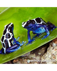 DENDROBATES TINCTORIUS Oyapock Pair