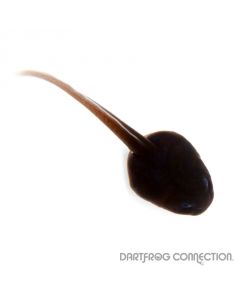 Dendrobates Auratus Ancon Hill Tadpole