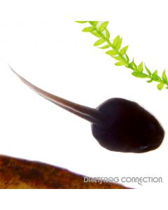 Dendrobates auratus Golden Tadpole