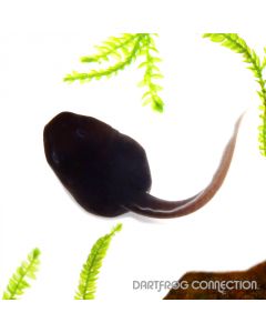 Dendrobates Tictorius Vanessa Tadpole