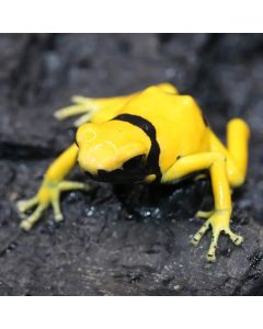 Dendrobates leucomelas Rio Negro