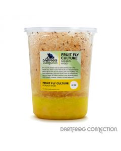 DFC Golden Hydei Fruit Fly Culture 