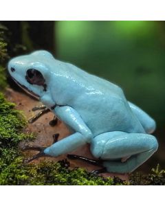 Adelphobates galactonotus Solid Blue Adult