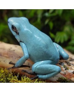 Adelphobates galactonotus Solid Blue