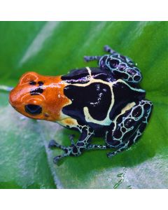 Ranitomeya fantastica Cainarachi