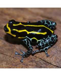 Ranitomeya imitator Baja Huallaga