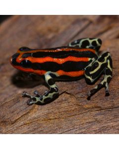 Ranitomeya sirensis Quimpichari