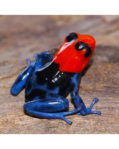 Ranitomeya benedicta Pampa Hermosa