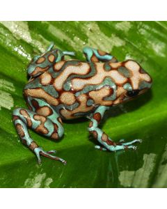 Dendrobates auratus Green and White Pairs