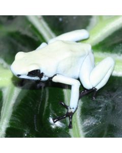 Adelphobates galactonotus Moonshine