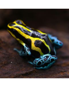 Ranitomeya variabilis Peruvian Gold