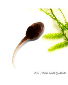 Phyllobates bicolor Uraba Tadpole