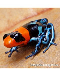 Ranitomeya benedicta Shucushuyacu