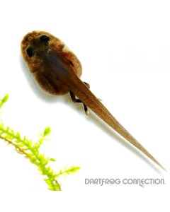 Ranitomeya imitator nominant Tadpole