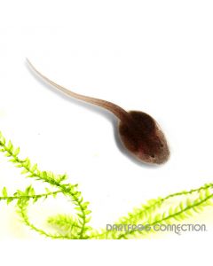Ranitomeya Imitator  veradero Tadpole