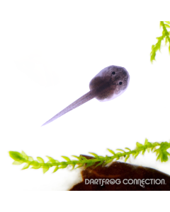 Ranitomeya benedicta Yellow Head