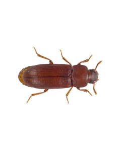 DFC Flour Beetle Culture