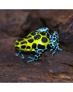 Ranitomeya variabilis Southern