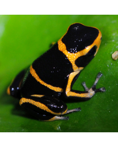 Ranitomeya summersi