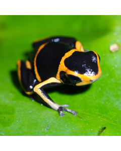 Ranitomeya summersi Juvenile