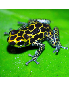 Ranitomeya imitator tarapoto