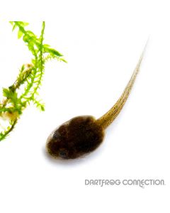 Ameerega TRIVITATTA  Lower Huallaga Valley Tadpole