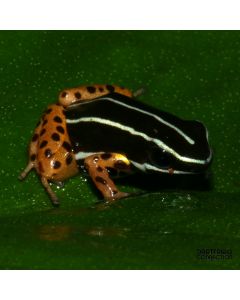 Adelphobates quinquevittatus