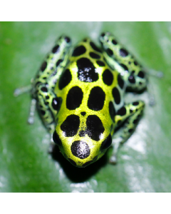 Ranitomeya variabilis highland