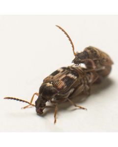 DFC Bean Beetle Culture