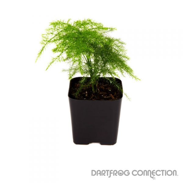 4” Asparagus Fern (Fern Leaf Plumosus) – ShopTansy