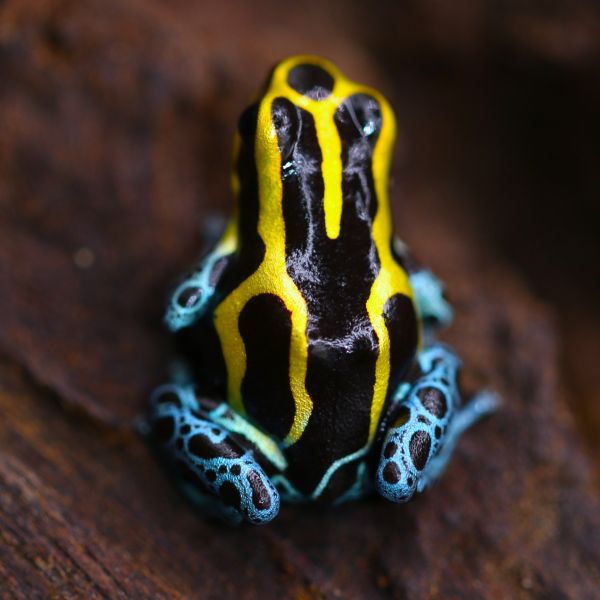 Dart Frog Connection - Ranitomeya amazonica Peruvian Gold