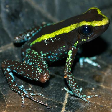 Phyllobates aurotaenia Green