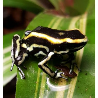 Dendrobates truncatus Yellow