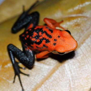 Ameerega silverstonei