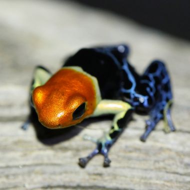 Ranitomeya fantastica True Nominal