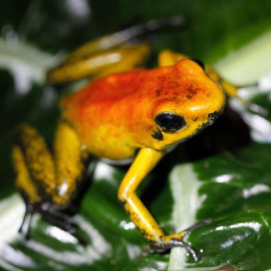 Phyllobates bicolor Orange