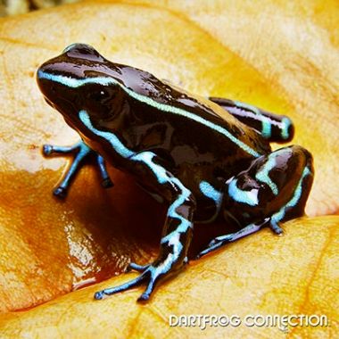 Dendrobates truncatus Blue