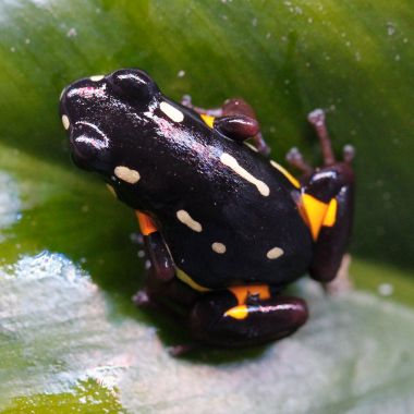 Adelphobates castaneoticus