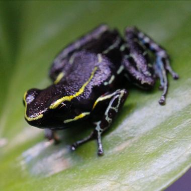 Hyloxalus azureiventris 