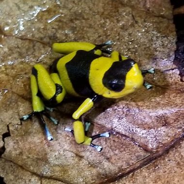 Oophaga lehmanni Yellow